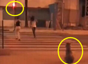 汪星人等绿灯女孩闯红灯 网友叹人不如狗