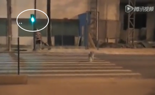 汪星人等绿灯女孩闯红灯 网友叹人不如狗