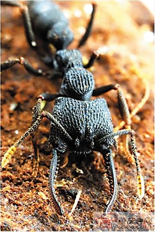 子弹蚁: 拟猛蚁亚科的一种,它们体长约两厘米,是世界上体形最大的蚂蚁