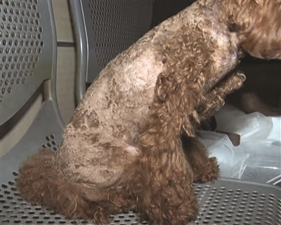 狗狗全身多处被大量剃毛。 报料人供图