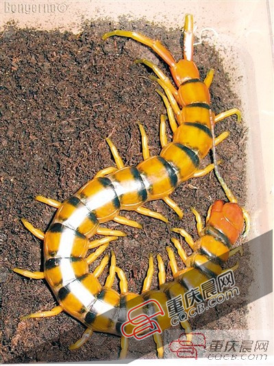 惊7条蜈蚣和1只蝎子从英国爬到重庆