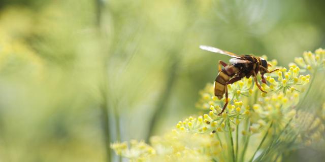护士挤奶救马蜂蜇伤者.靠谱吗