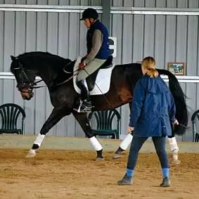 初学者应该怎样学习马术