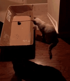 诶嘿，还挺好玩！