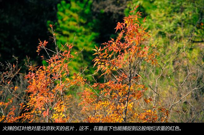 秋末冬至 驾三车探秘京郊古村落