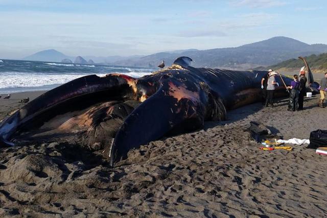 美国海滩现24米长蓝鲸尸体约有100吨重图