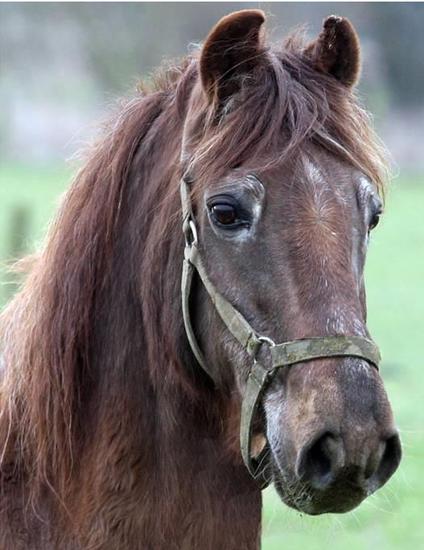 过了15岁就算老年 马儿寿命知多少:几大变老表现