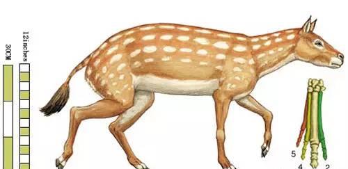 多万年前的北美大陆说起了,马属动物的共同祖先始祖马就是那里的一员