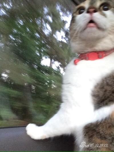 等等……铲屎的说“皇上，咱带你去割蛋蛋”是个什么意思！