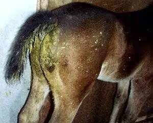 遇到马匹急性病怎么办?兽医专家教你轻松应对