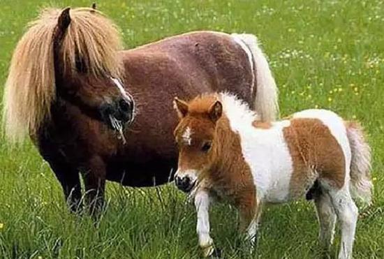 小矮马的上位史:看呆萌属性的它们如何虏获童心