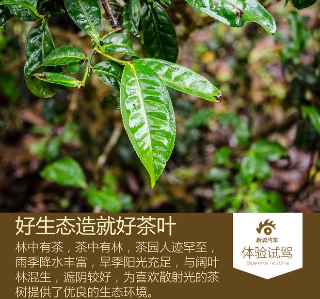 感受当地风土人情 哈弗H8/H9雨林之旅