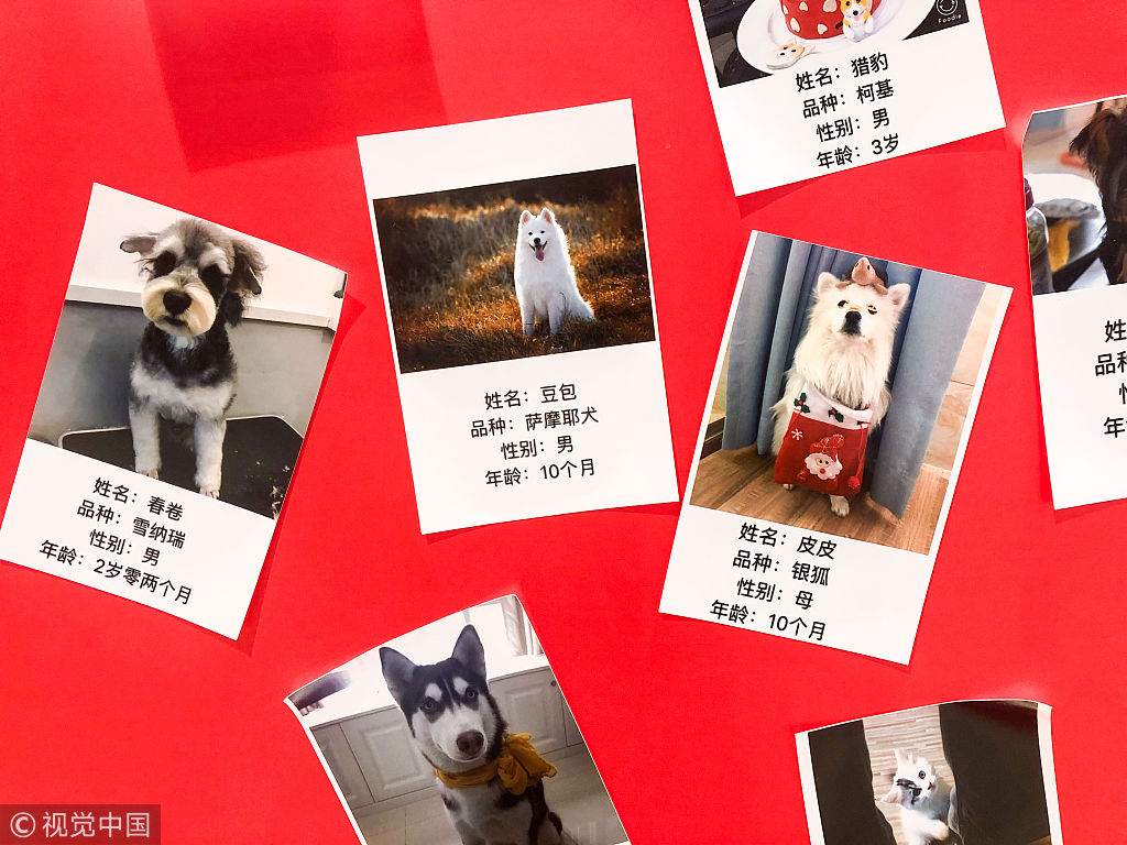 宠物也相亲!商场惊现猫狗征婚墙 单身狗也要迎春天