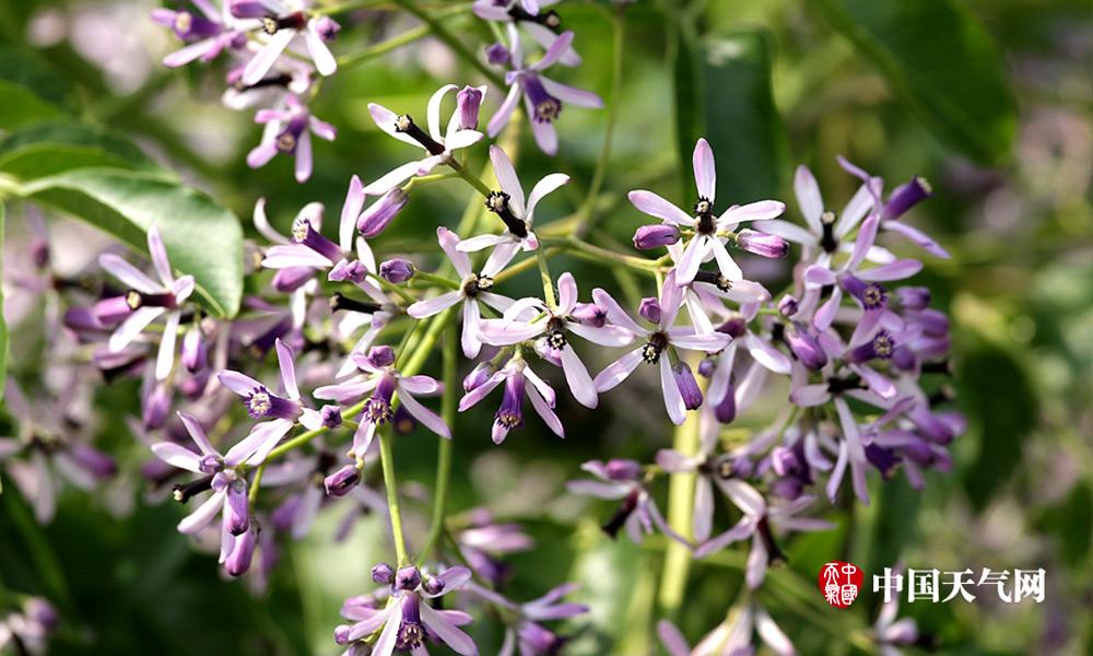 河北邯郸楝树花开“熏香”整条街道|楝树|花开|行道树_新浪新闻