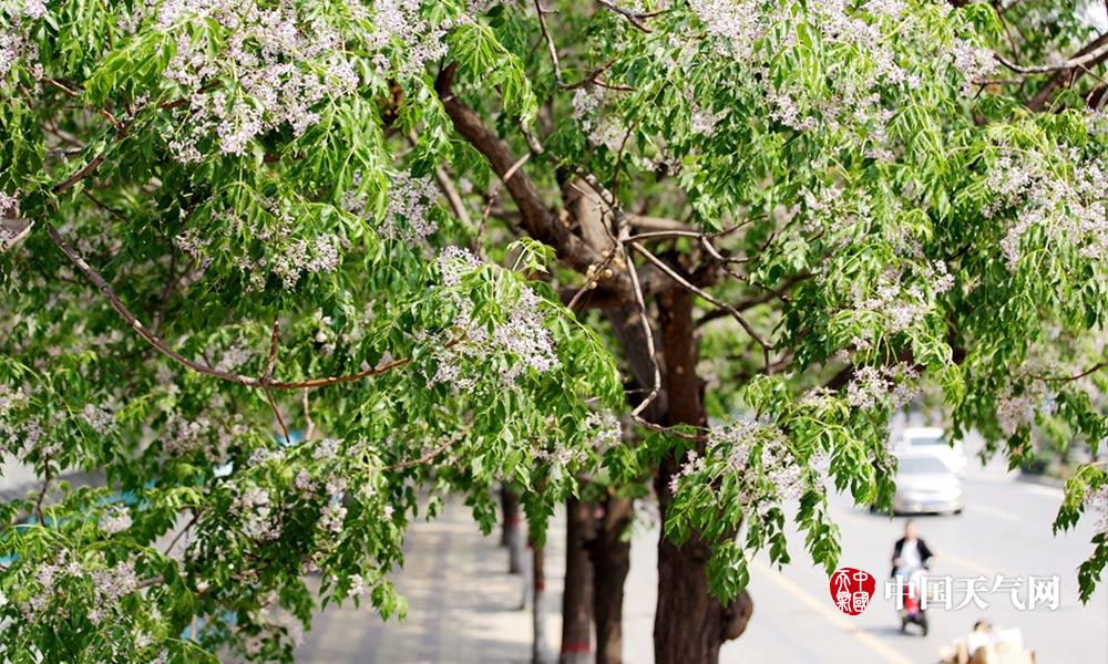 河北邯郸楝树花开“熏香”整条街道|楝树|花开|行道树_新浪新闻