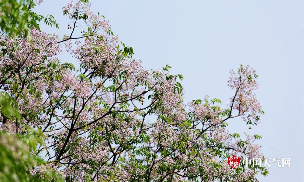 河北邯郸楝树花开“熏香”整条街道|楝树|花开|行道树_新浪新闻