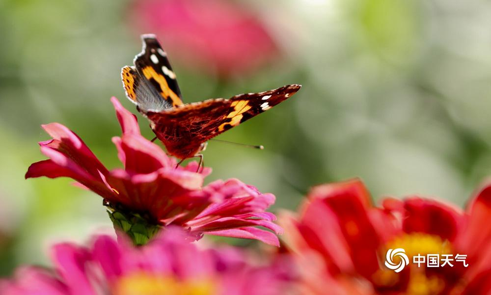 蝶舞蜂飞告诉你吉林初秋别样美丽|蝶舞|长春南湖公园|刘东辉_新浪新闻