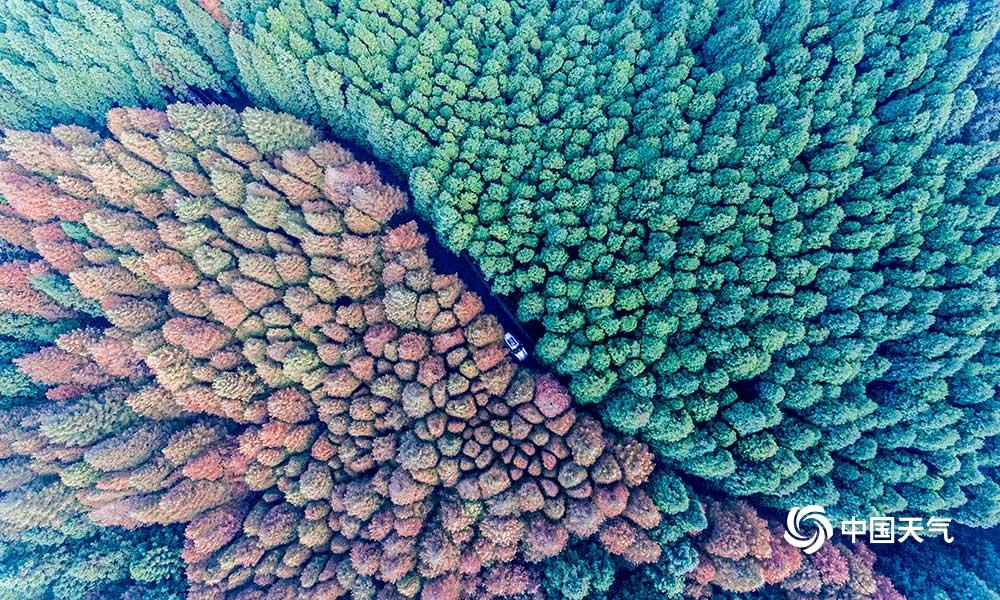 重庆南川山王坪双色彩林景迷人