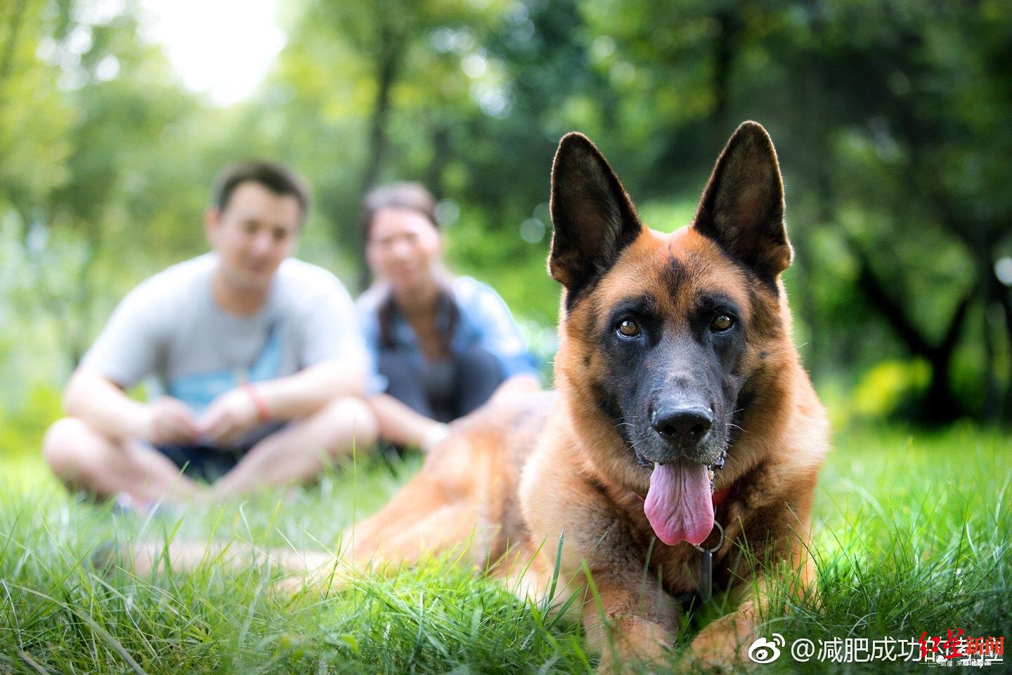 汶川地震中最后一只搜救犬沈虎去世 它11年前救了15人!