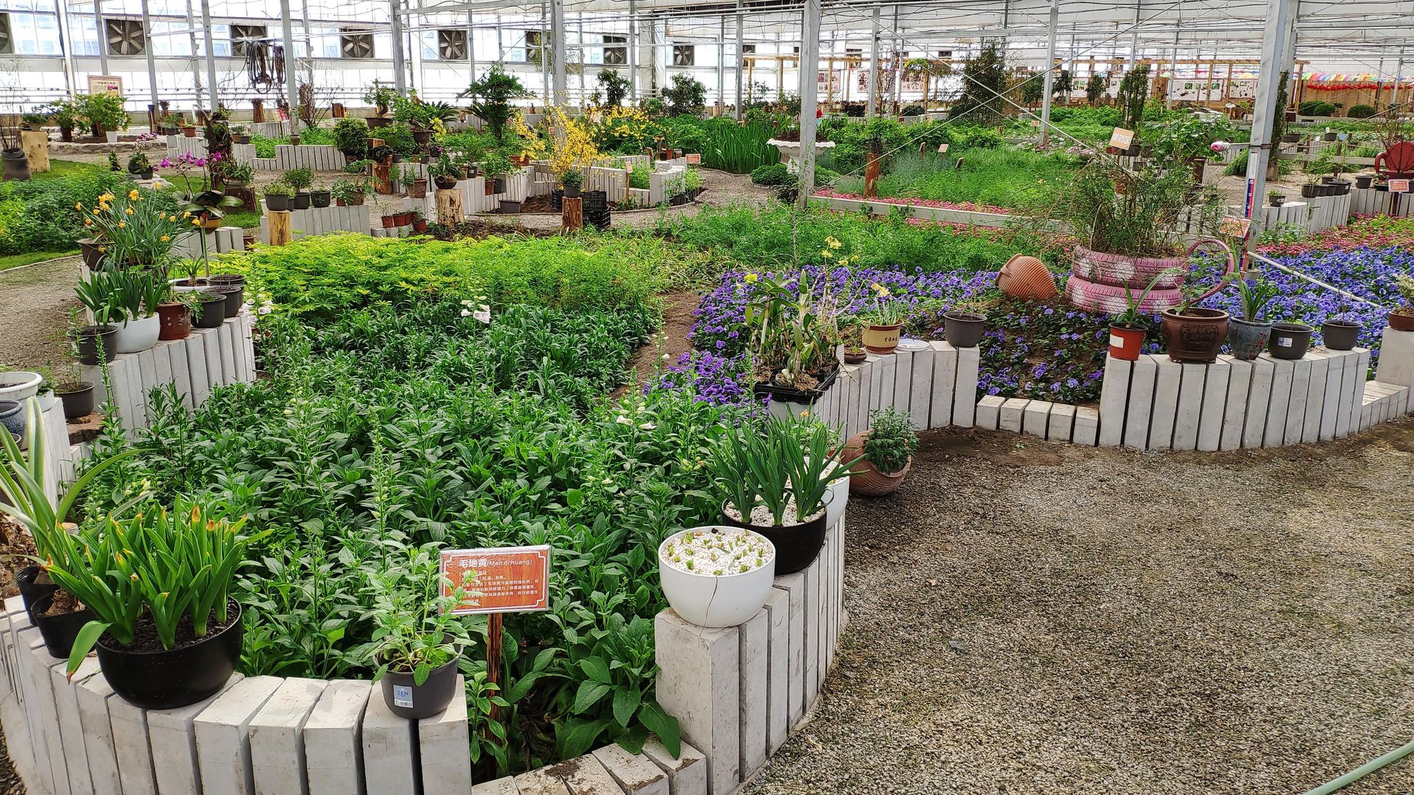 京郊有个 百草园 你知道九死还魂草是什么草吗