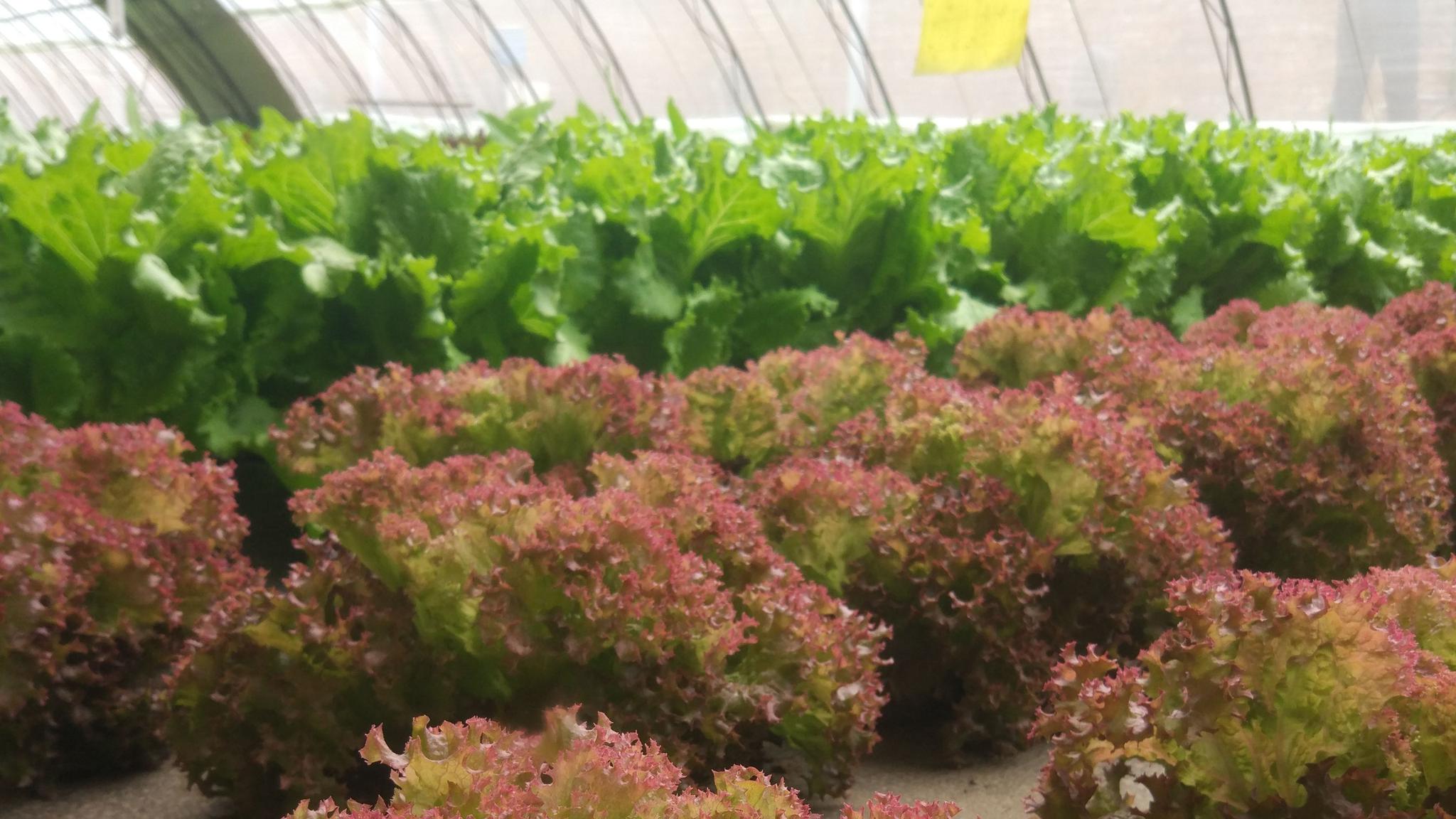 创新团队成员单位,昌平种子管理站自2018年10月开始,以生菜为试种作物