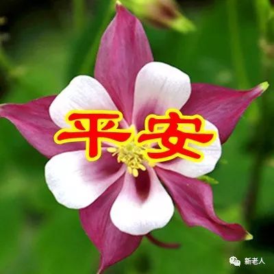 来爸爸的健康一句问候能换来爸爸的微笑一条微信能换来爸爸的平安我将