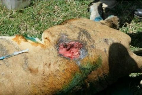 雄狮捕猎受伤,伤口发炎致昏厥,救援队热心救助