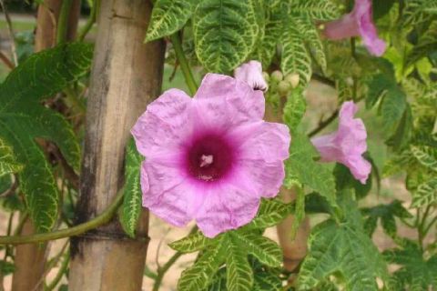 这野草长得像喇叭花却被叫做"七爪金龙" 如今30一斤成稀罕