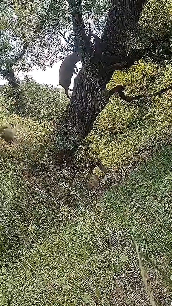 终于有头猪证明男人靠得住了