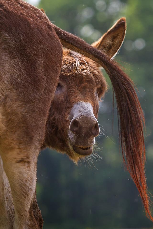 动物世界逆袭的典范驴子也能拍的唯美可爱