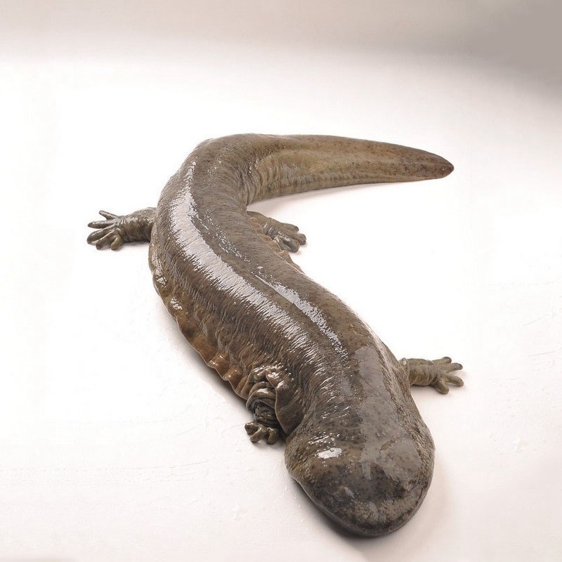 打工不如创业,农民辞职自己搞养殖走上致富路