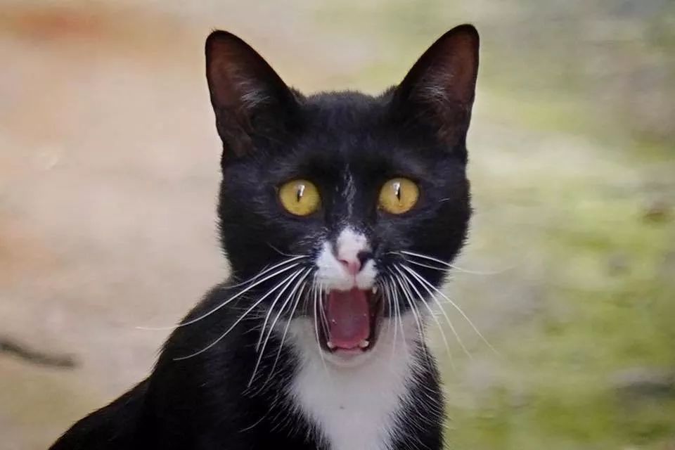 小猫咪张嘴打呵欠,像极了一个"囧".|打呵欠|小猫咪|可爱_新浪新闻