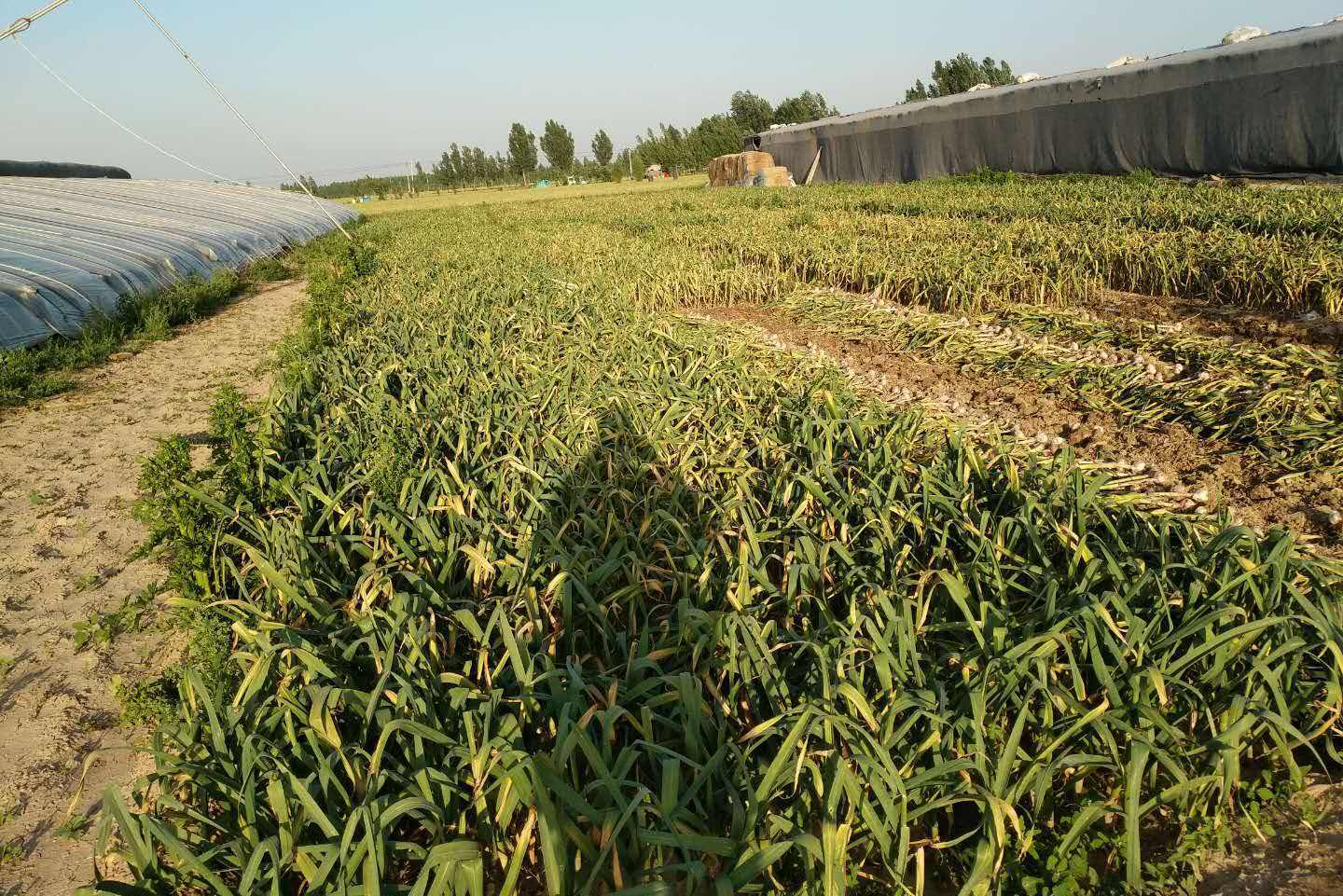 农民种植大蒜时要怎么样选择蒜种呢种植的步骤分为几步呢