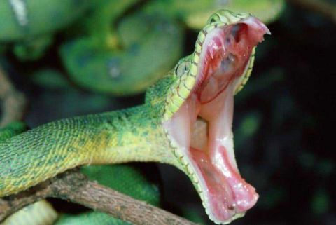 都说贪心不足蛇吞象 吃肉噎死也不算冤了 非要吃这些?