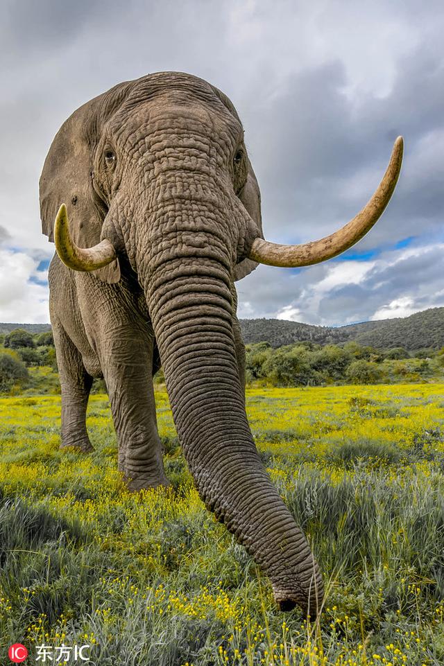男子近距离拍南非公象超长象牙引人注目