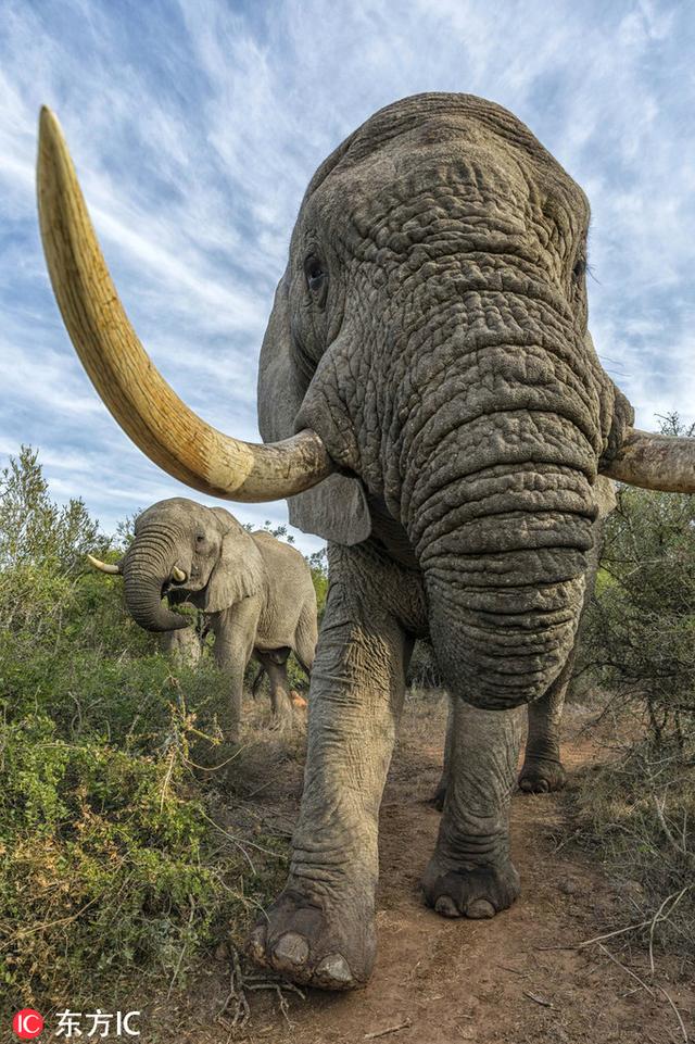 男子近距离拍南非公象超长象牙引人注目