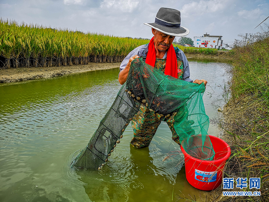 一位农民将捕捞上来的小龙虾倒入桶内.新华网发(王文摄)