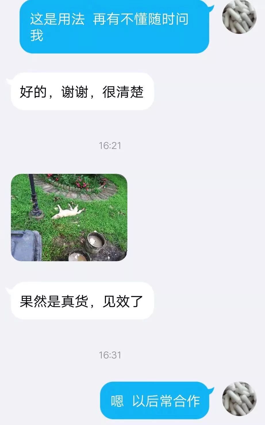 異煙肼倒逼中國養狗文明進步?中國之聲:這是犯罪