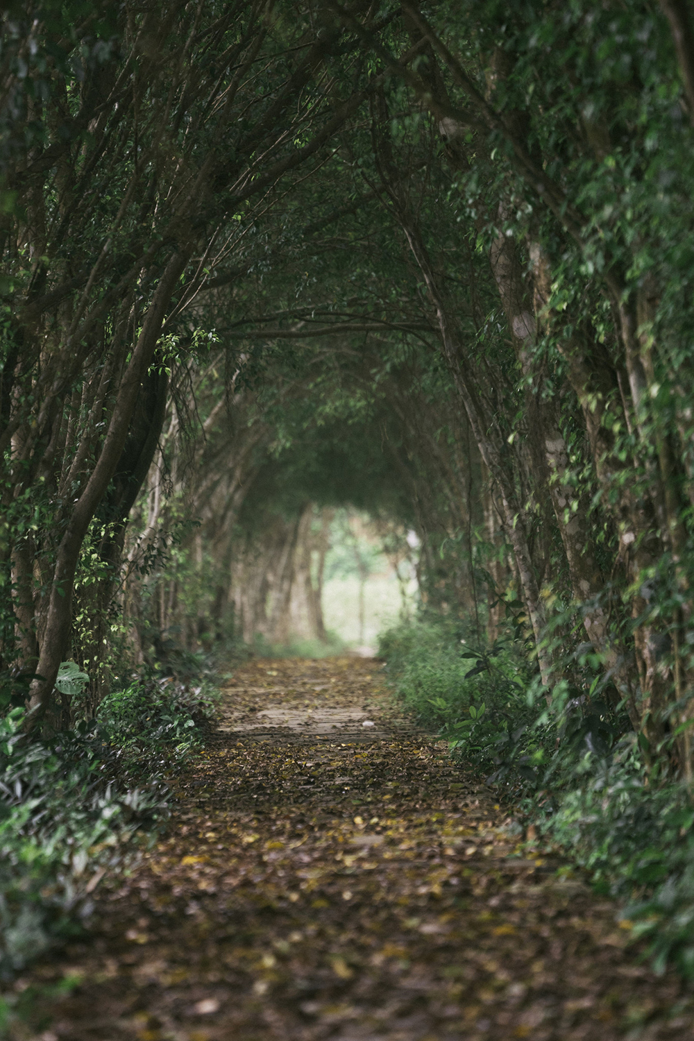 消失在越南森林里的野生动物