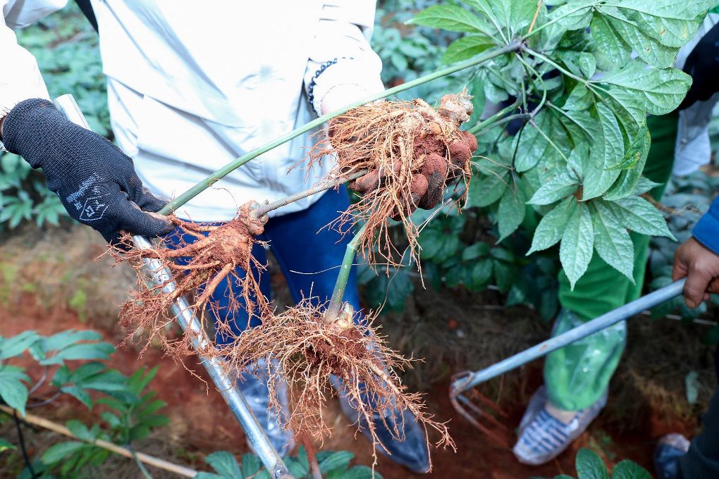 美景在即三七开采啦