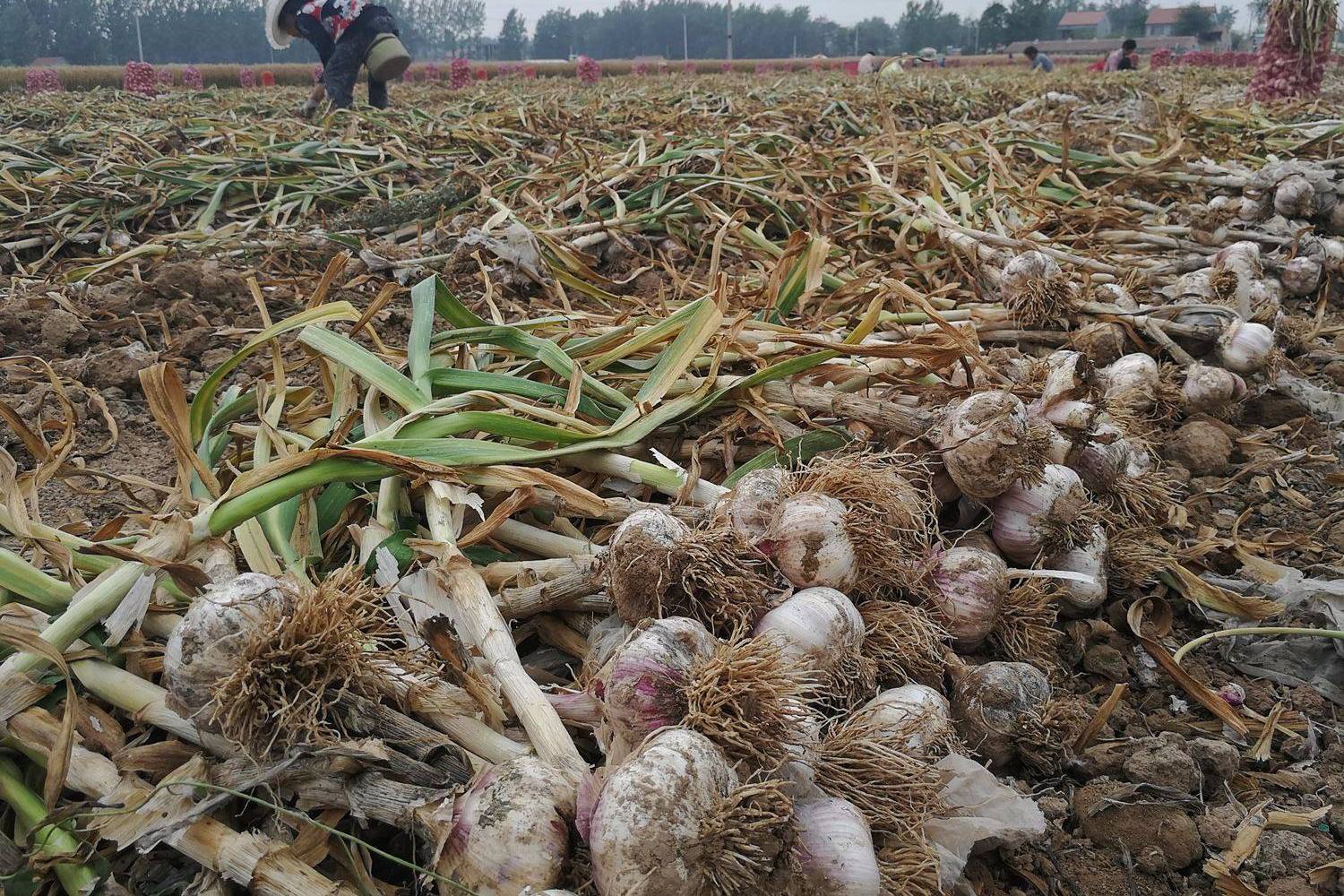 农民种植大蒜时要怎么样选择蒜种呢种植的步骤分为几步呢