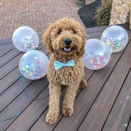 黄金贵宾有个小怪癖每晚都要叼着不同的东西来陪睡