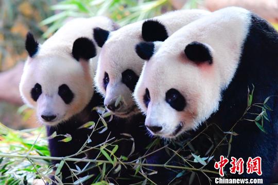 各地100个三胞胎家庭齐聚广州长隆野生动物世界,为大熊猫三胞胎庆生