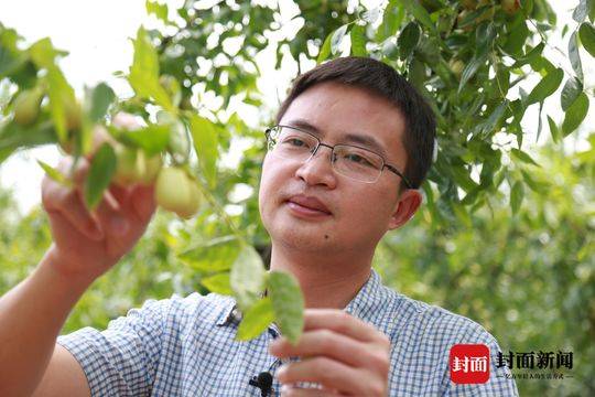 罗江区副区长胡勇为贵妃枣代言:唐时贡枣插上电商翅膀,卖得更远更好