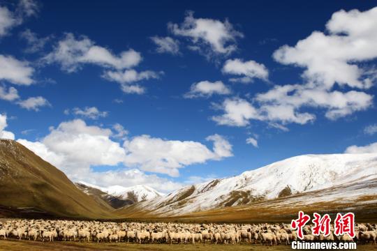 家畜养殖全流程实战指南：从高原牧场建设到活畜交易的经营逻辑