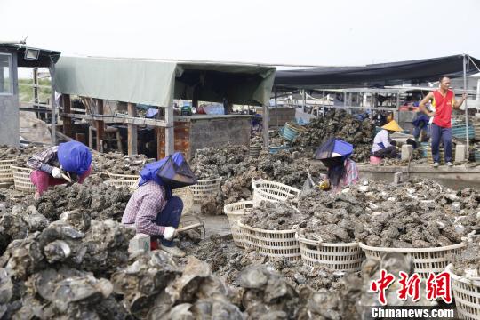中国蚝乡阳江红光村村民家庭年收入可达三十