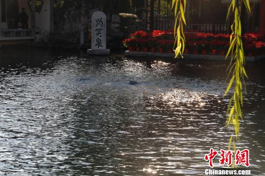 10月11日15:00,趵突泉实时地下水位为28.62米,三股水喷涌有力。 孙婷婷 摄
