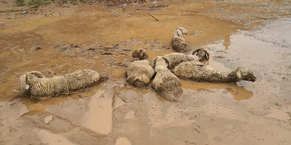 暖闻|村民13只羊深陷泥潭,7名消防员徒手刨泥6小