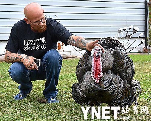 野生火鸡闯入男子家后院致其被罚100美元 该男子:它想待多久都可以