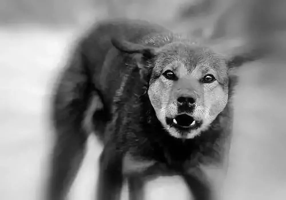 女婴路边晒太阳 突遭恶犬袭击整张脸被咬伤 女婴路边晒太阳 突遭恶犬袭击整张脸被咬伤